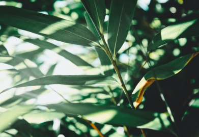 Close up of green leaves